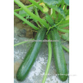 Hybrid Squash seeds for growing-Wuta